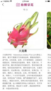火龙果品种十大排名 火龙果十大品种排行榜