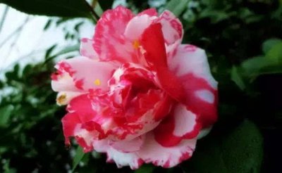 中国十大稀有珍贵茶花品种 中国罕见的茶花品种Top10