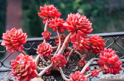 冬天多肉植物怎样过冬 冬天多肉植物如何过冬？