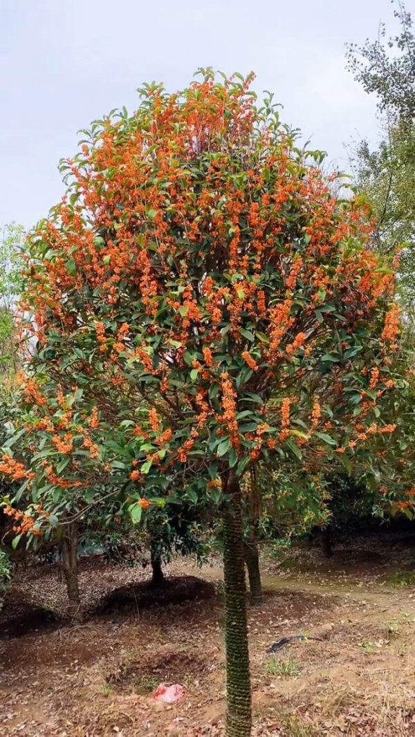 最耐寒的桂花品种