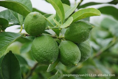 什么品种的柠檬闻起来最香 哪种柠檬有最浓郁的香味？