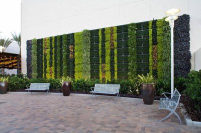 适合室外植物墙的植物品种 适合户外绿墙的植物种类