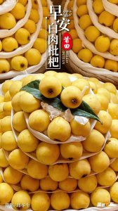 十大枇杷品种排名 十大枇杷种类排名