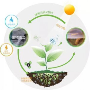 碳元素对植物的作用及功能 碳元素在植物生长中的作用和功能