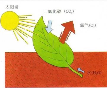 二氧化碳对植物的作用 二氧化碳的影响对植物的作用