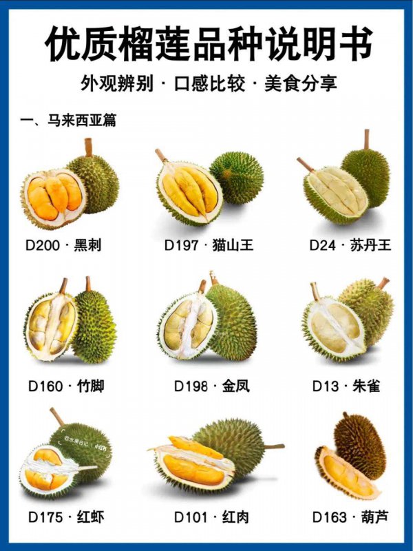 榴莲什么品种的最好吃好吃的榴莲品种排行