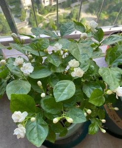 茉莉花能不能晒太阳 茉莉花需要晒太阳吗？