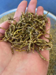 石斛是哪里产的最好 石斛产地哪里最优？