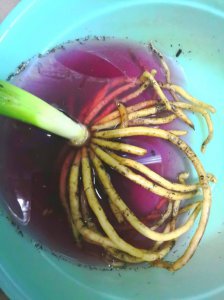 高锰酸钾对植物的作用与功效 高锰酸钾对植物的益处及作用