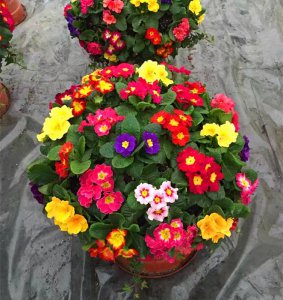 春播花卉有哪些品种 春季种植什么花卉？