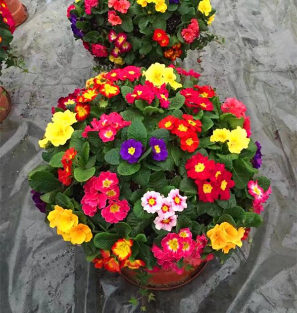 春播花卉有哪些品种