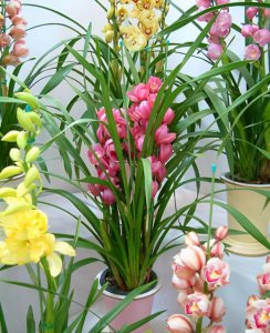 家庭养兰花什么品种好 家庭种植哪些兰花品种比较好？
