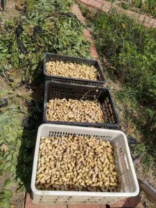 山东花生几月份收获 山东花生何时收割？