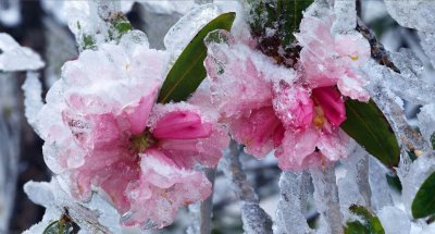 杜鹃花耐寒耐冻吗 杜鹃花是否能抵御寒冷？