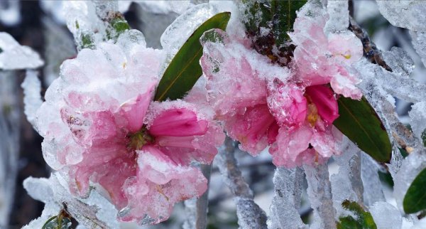 杜鹃花耐寒耐冻吗