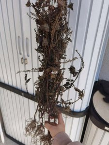 紫苏冬天会死吗 紫苏能否在冬季存活？