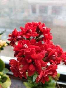 长寿花耐寒耐冻吗 长寿花是否能耐寒耐冻？