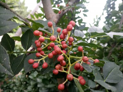 花椒树什么品种好 花椒树哪种品种最佳？