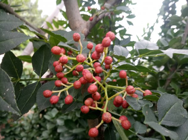 花椒树什么品种好