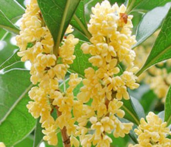 桂花哪个品种的最香最便宜 哪个桂花品种最香最划算？