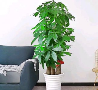 瓜栗和发财树的区别 瓜栗与发财树的异同