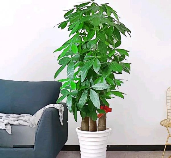 瓜栗和发财树的区别