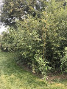 竹类植物有哪些品种 竹类植物的种类有哪些？