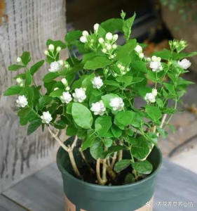茉莉花哪个品种最香最好养 哪种茉莉花品种更香更易养？