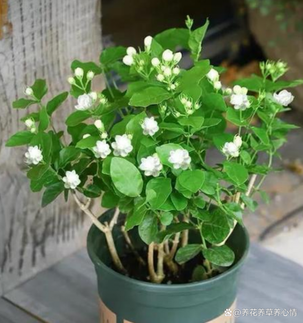 茉莉花哪个品种最香最好养