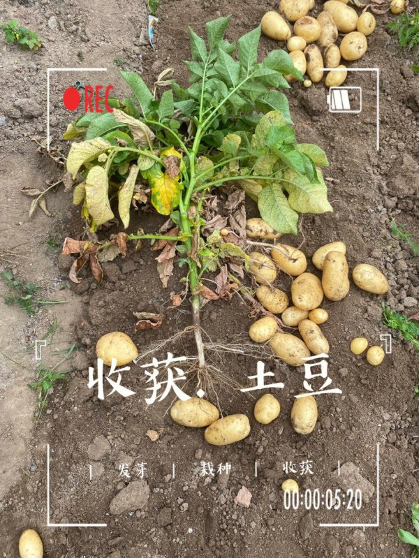 土豆有种子吗