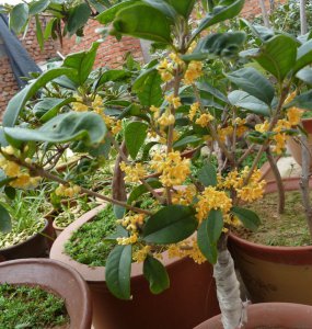 什么品种桂花最好看好养活