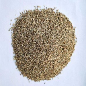 草坪草籽哪个品种好 选择优质的草坪草籽品种