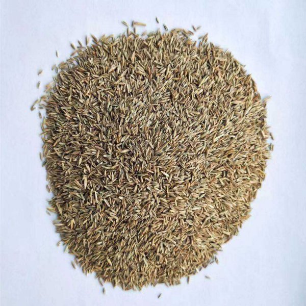 草坪草籽哪个品种好