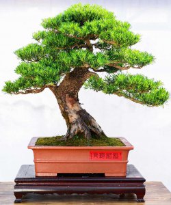 什么品种的罗汉松最好 哪个种类的罗汉松最优质？