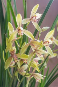 兰花什么品种好养又好看又香 选择种植香艳易养的兰花品种
