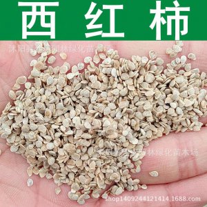 番茄种子什么品种最好 哪种品种的番茄种子最佳？