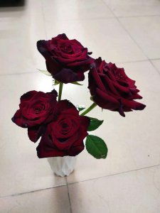 没有刺的玫瑰花是什么品种 没有刺的玫瑰花是哪个品种