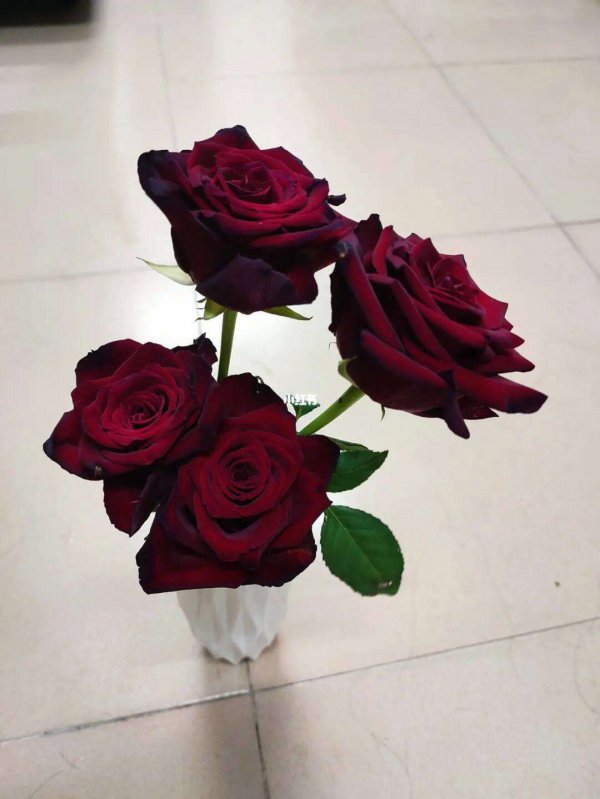 没有刺的玫瑰花是什么品种