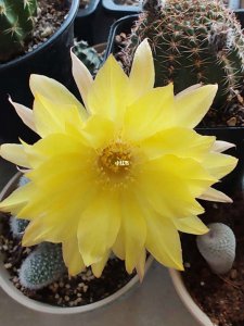 丽花仙人球经典品种 经典丽花仙人球品种