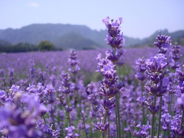 薰衣草耐寒多少度
