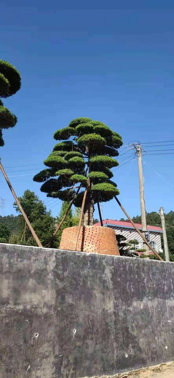 绿化树什么品种最好销