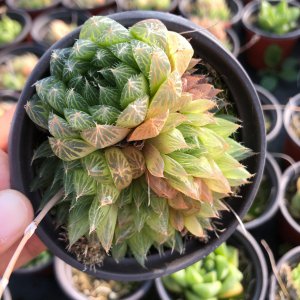 多肉群生哪些品种好看 哪些多肉植物品种适合群生？
