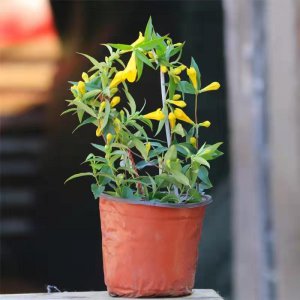 法国香水藤茉莉耐寒多少度 法国香水藤茉莉耐寒温度限制是多少？