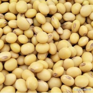 高产大豆品种排名 排名大豆品种高产情况
大豆品种产量排名