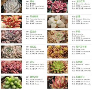 多肉名贵品种排名 多肉名贵品种排行榜
多肉名贵品种列表