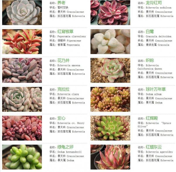 多肉名贵品种排名