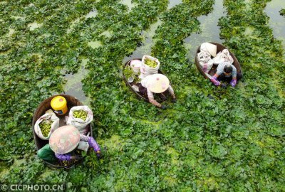 菱角什么时候采摘好 菱角最佳采摘时间是什么时候？