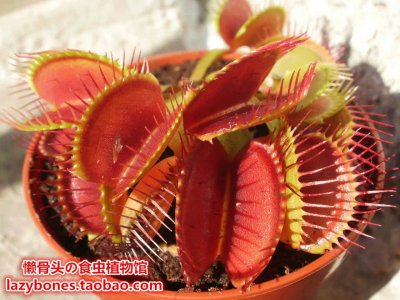 食用植物新品种有哪些 植物新品种可食用有哪些？