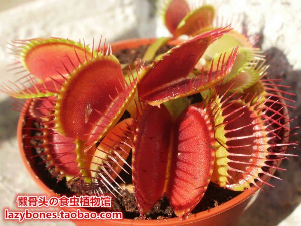 食用植物新品种有哪些