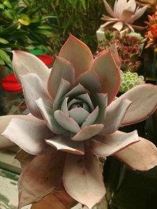 耐寒的多肉植物有哪些品种 哪些多肉植物能耐受寒冷环境？